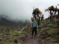 02B Jerome Ryan Trekking Among The Giant Groundsel Plants On The Trail To Shipton Camp On The Mount Kenya Trek October 2000